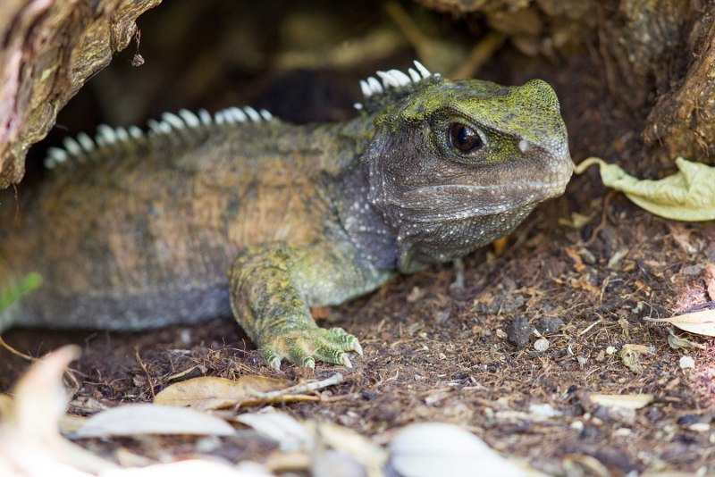 Гаттерия Sphenodon punctatus