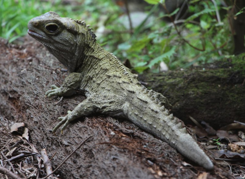 Гаттерия Sphenodon punctatus
