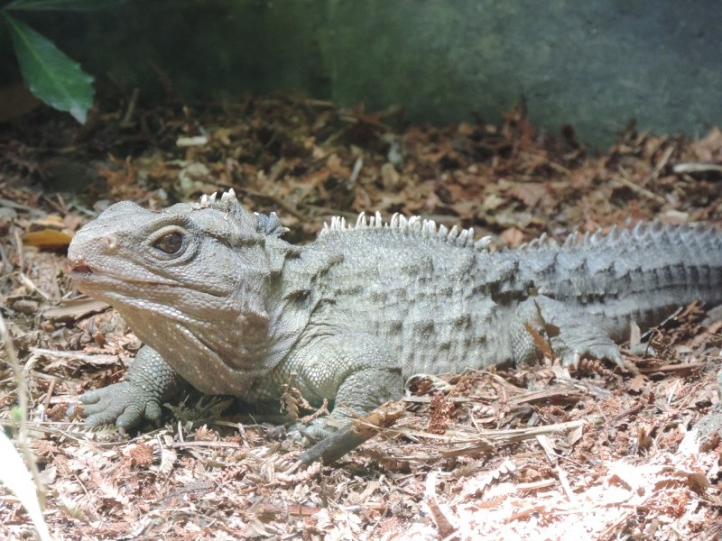 Tuatara (Sphenodon)