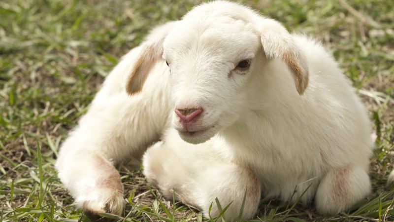 Ягненок Lamb