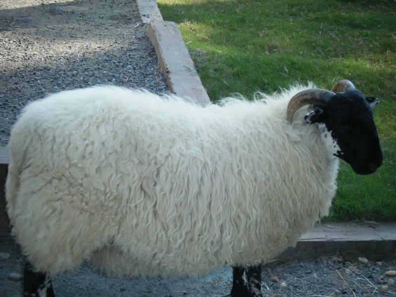Lamb овчёнок