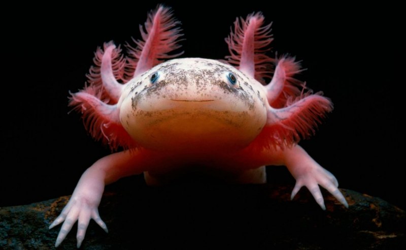 Ambystoma tigrinum – тигровая амбистома
