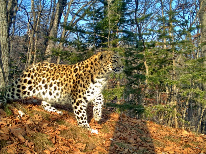 Дальневосточный леопард (Panthera pardus orientalis)