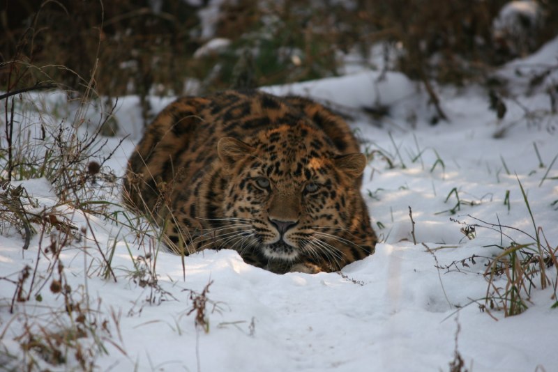 Амурский леопард