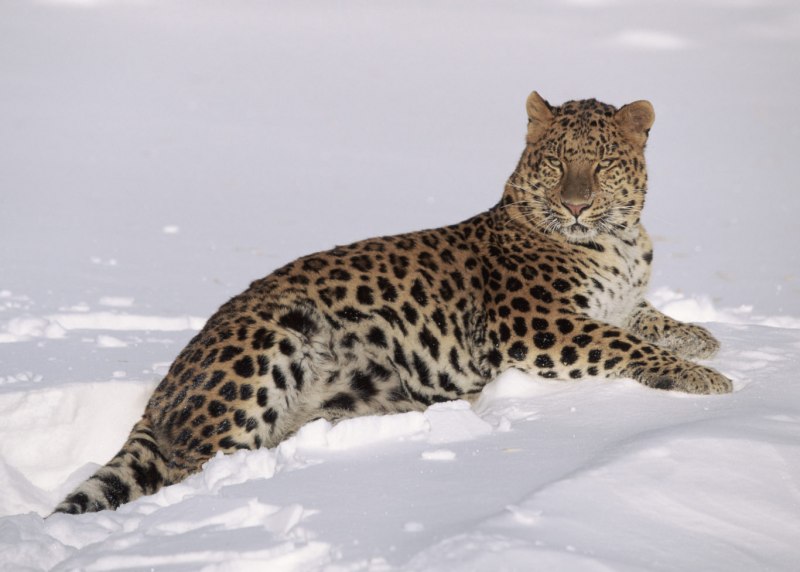 Дальневосточный (Амурский) леопард (Panthera pardus orientalis)