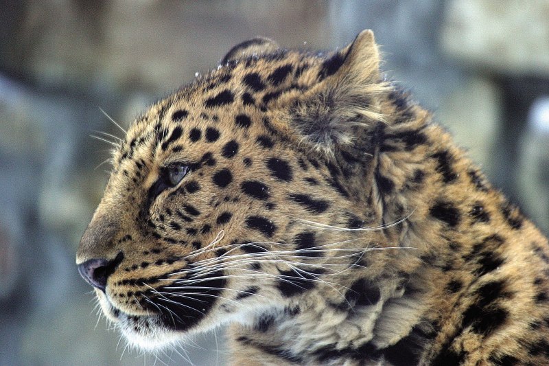 Дальневосточный леопард (Pantera pardus orientalis)