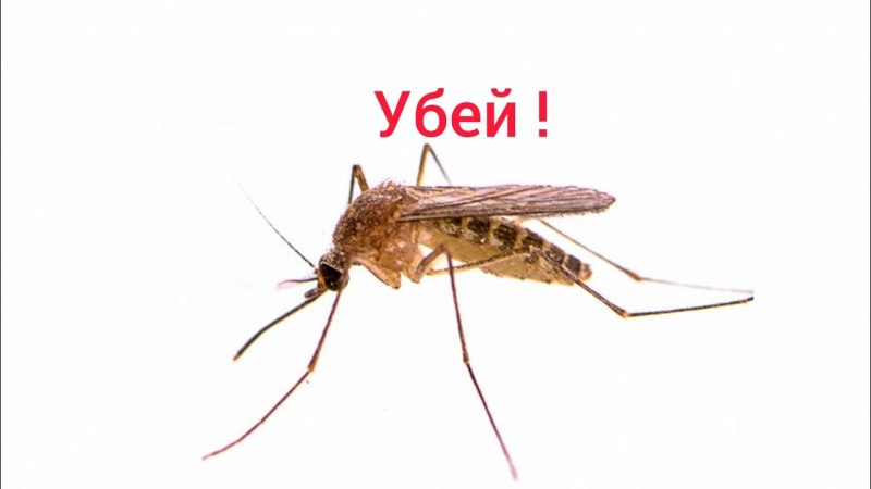 Комар фон на белой стене
