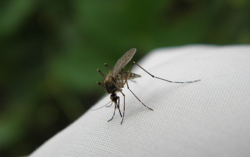 Комаров Aedes albopictus
