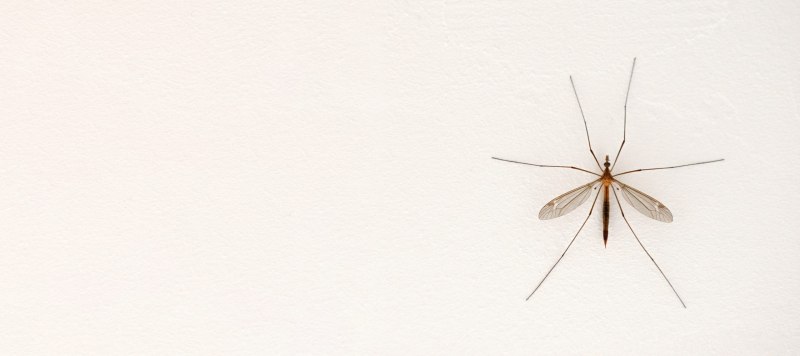 Комаров Aedes aegypti