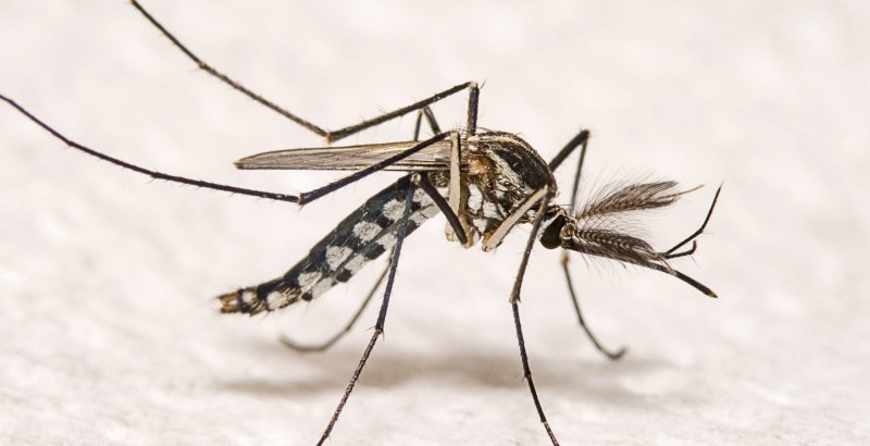 Семейства Trichoceridae