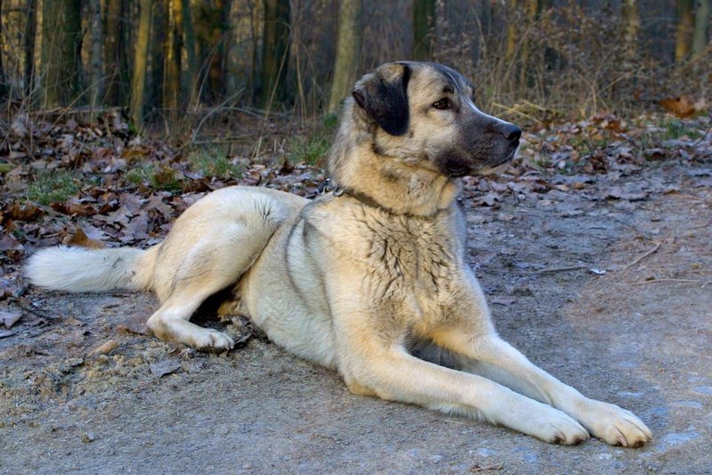 Анатолийская овчарка турецкий кангал