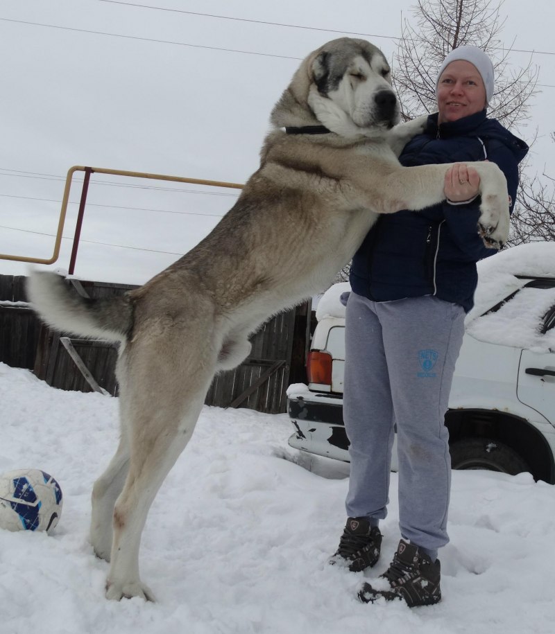 Kangal Shepherd Dog злой