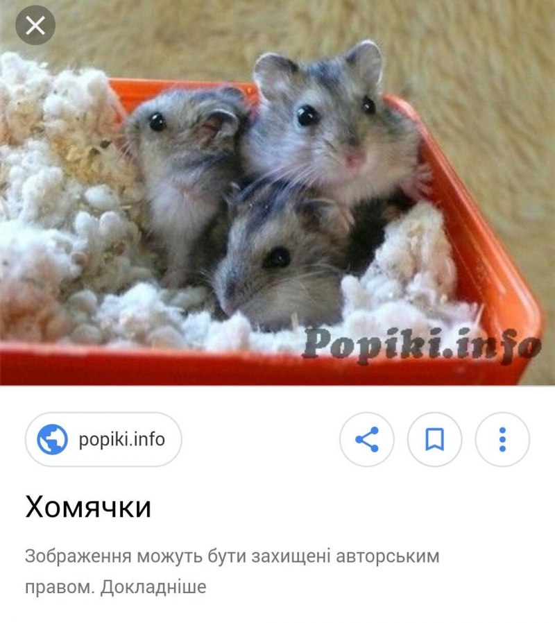 Милые хомячки джунгарики