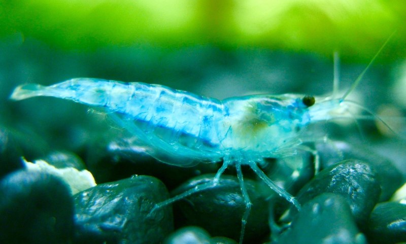 Neocaridina Shrimp Blue