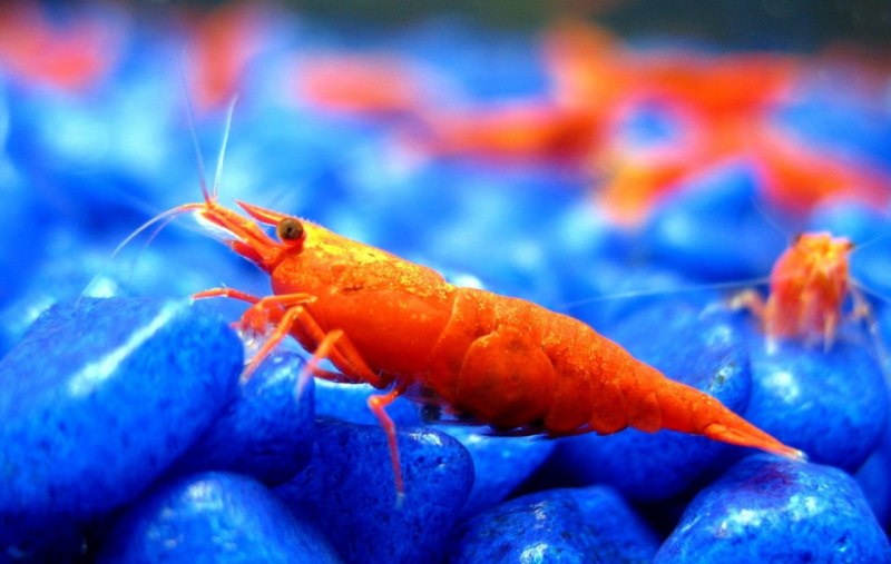 Морские креветки