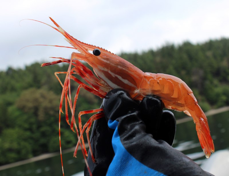 Креветки Shrimps Susami