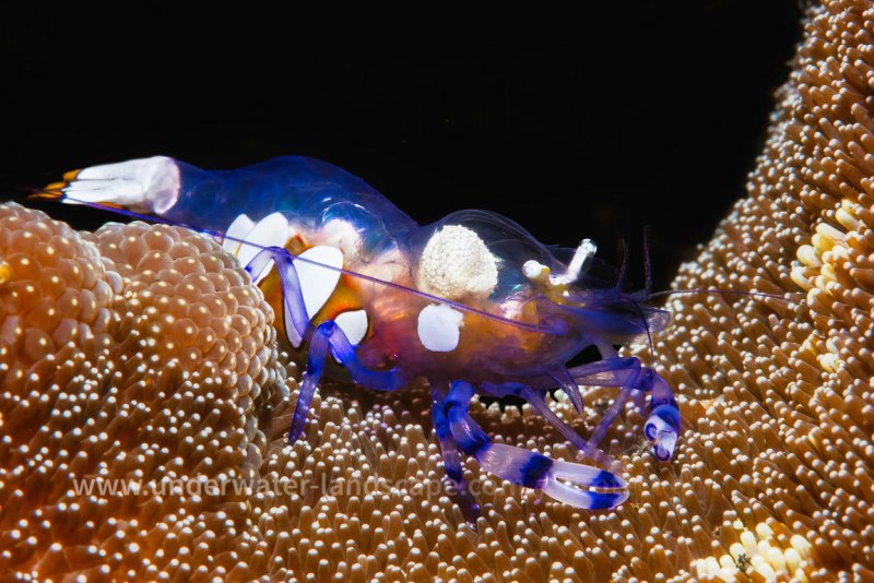 Periclimenes brevicarpalis