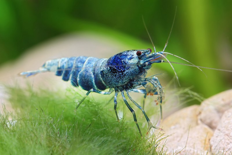 Креветка Caridina cantonensis Blue Bolt