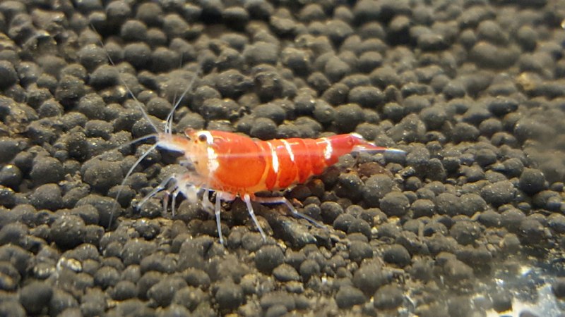 Креветки красный Кристалл Crystal Red Shrimp