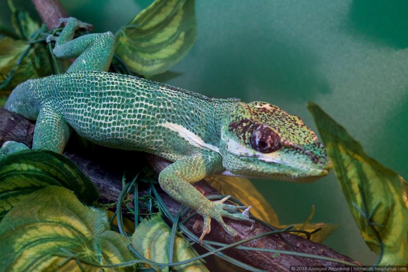 Varanus griseus caspius griseus koniecznyi