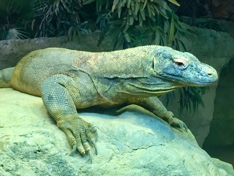 Varanus olivaceus