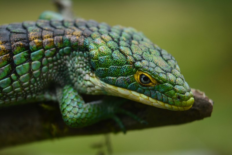 Варан Water Monitor