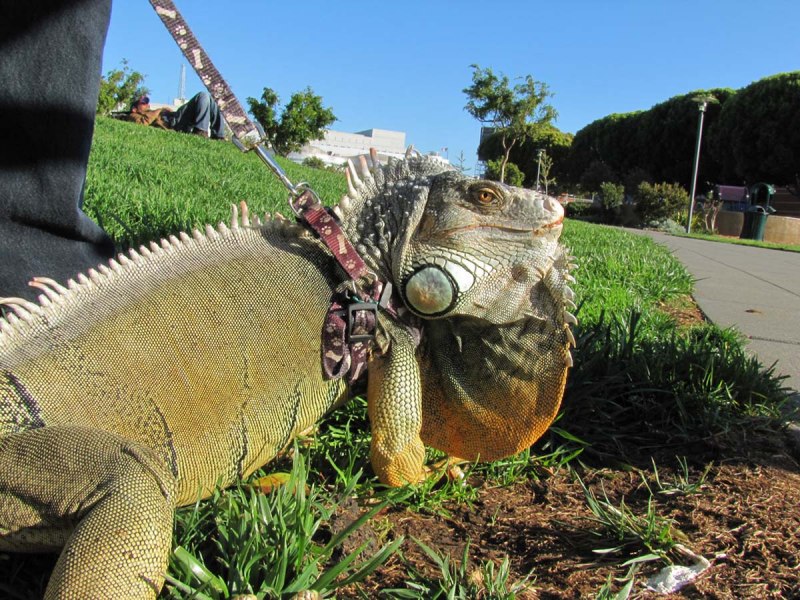 Varanus spinulosus