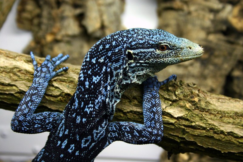 Emerald Tree Monitor