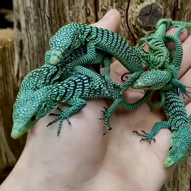 Varanus Primordius