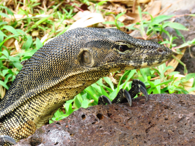 Varanus similis