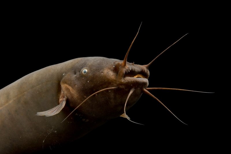 Malapterurus electricus