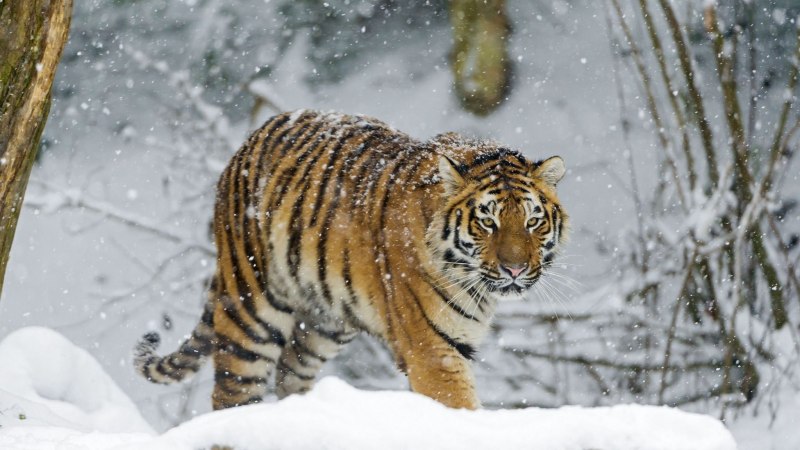 Амурский тигр WWF