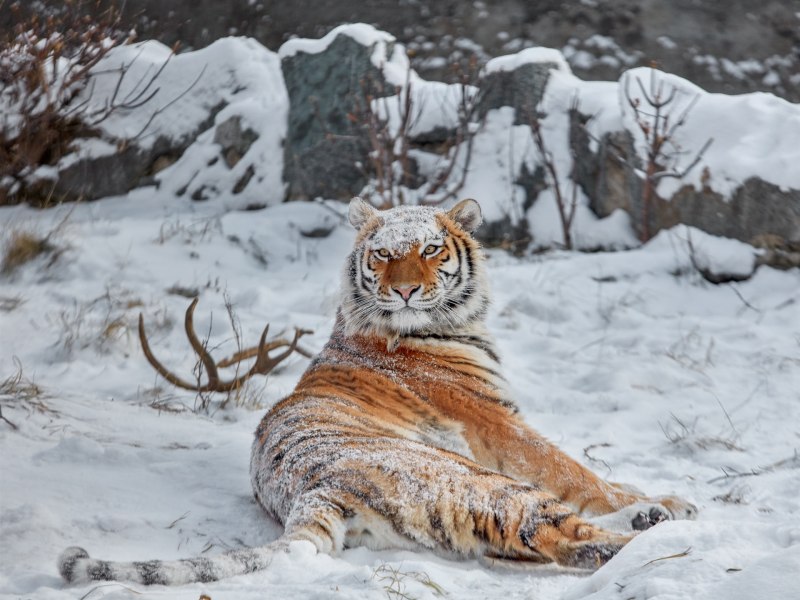 Амурский тигр зимой