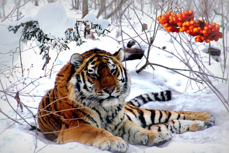 Амурский тигр