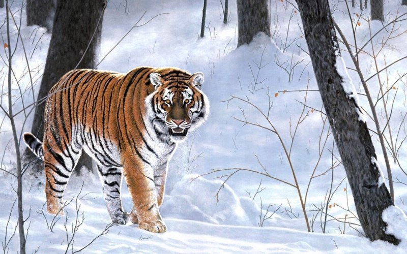 Уссурийская Тайга Амурский тигр