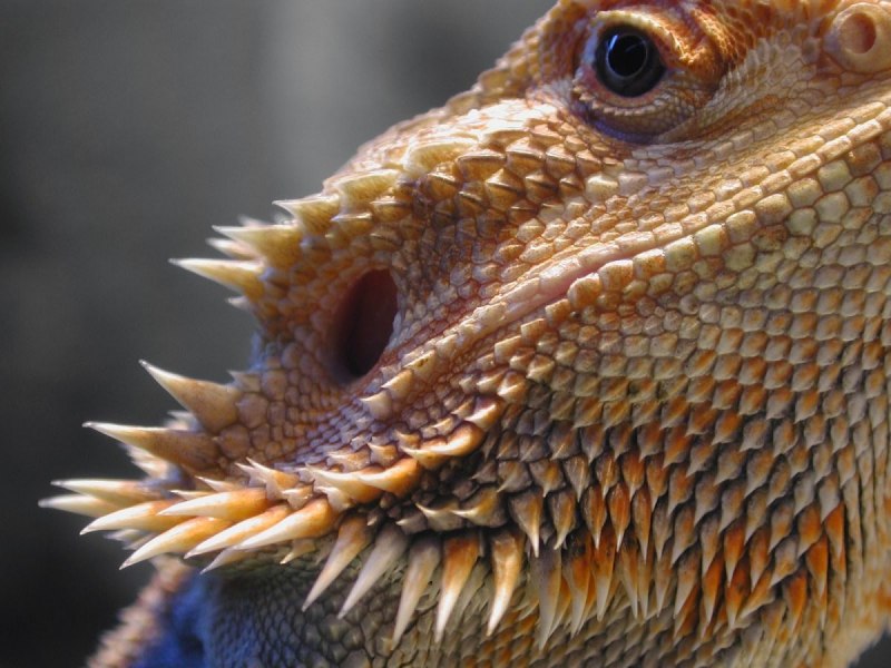 Ящерица pogona vitticeps