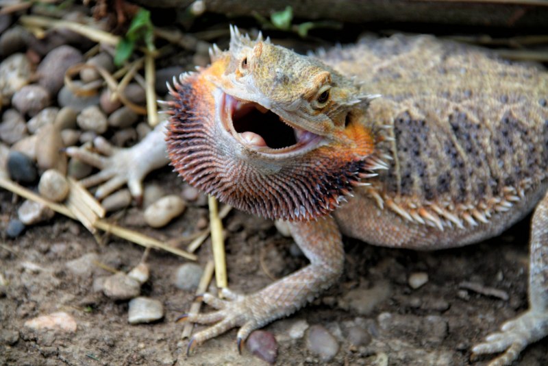Bearded Dragon ящерица