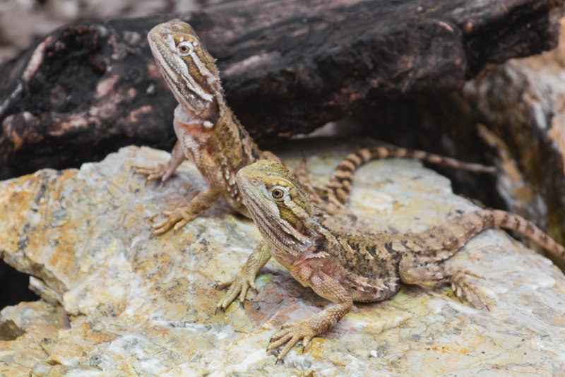 Бородатый дракон Lizard
