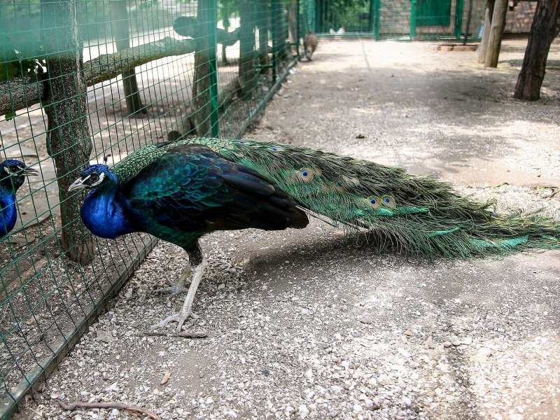 Зелёный Павлин / Pavo muticus