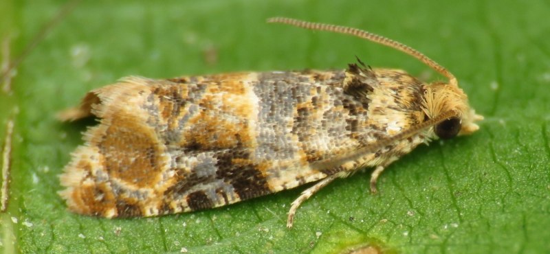 Spilonota ocellana