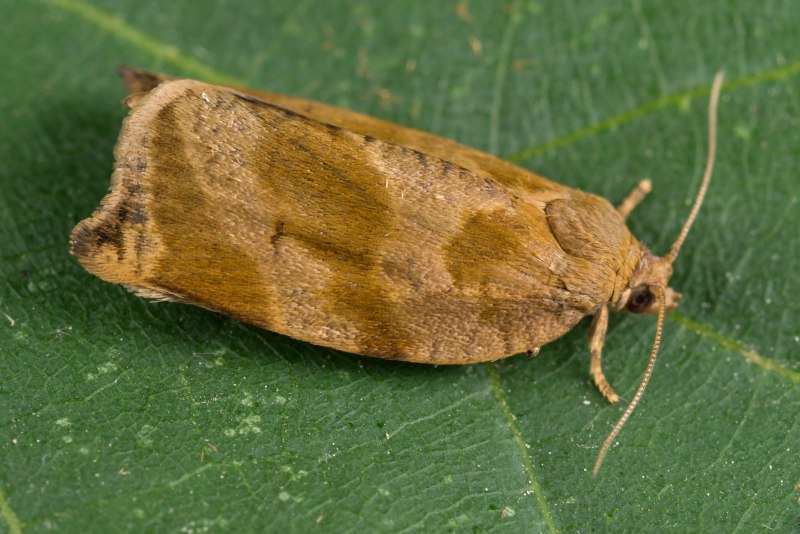 Aethes smeathmanniana