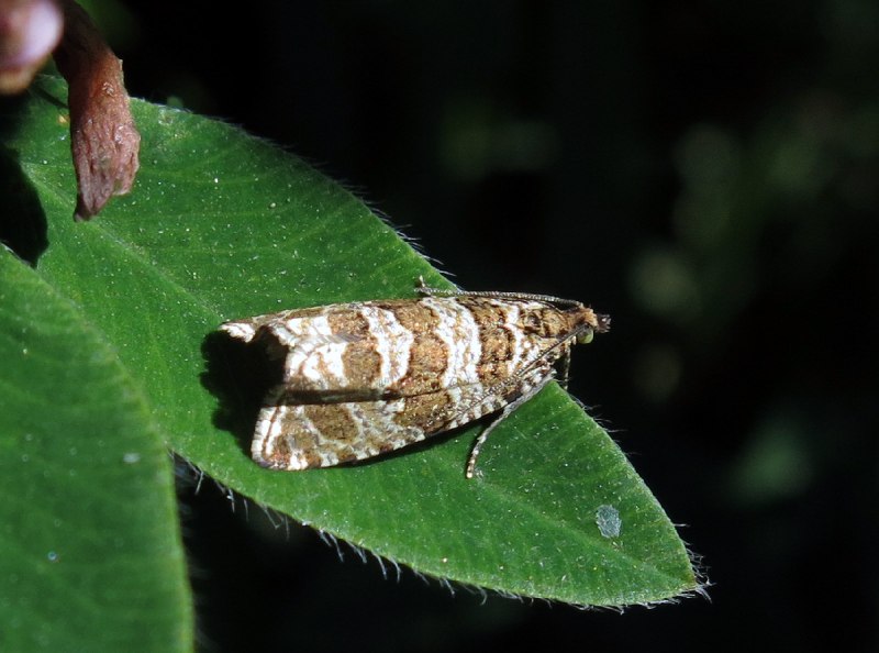 Tortrix viridana