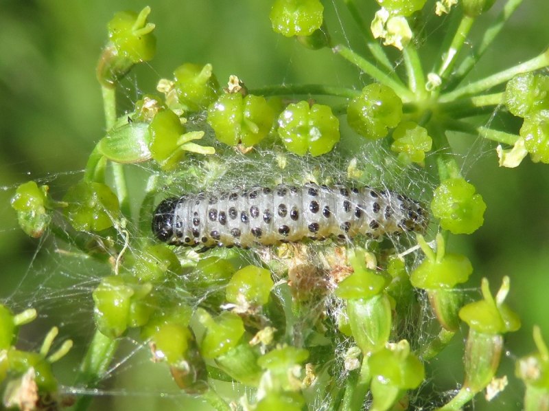 Archips crataegana