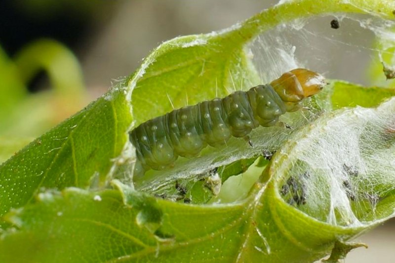 Archips crataegana