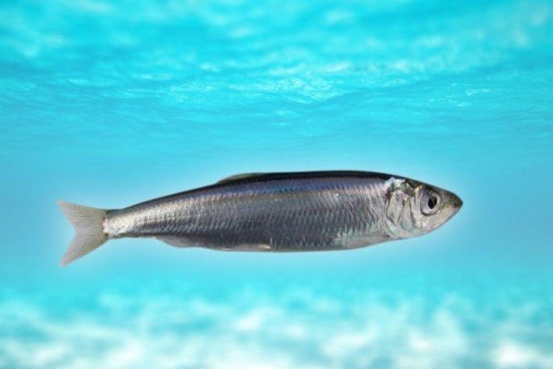 Черноморско-Азовская морская сельдь