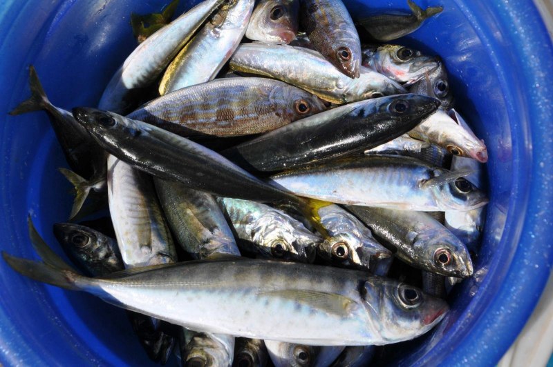 Сельдь мороженая