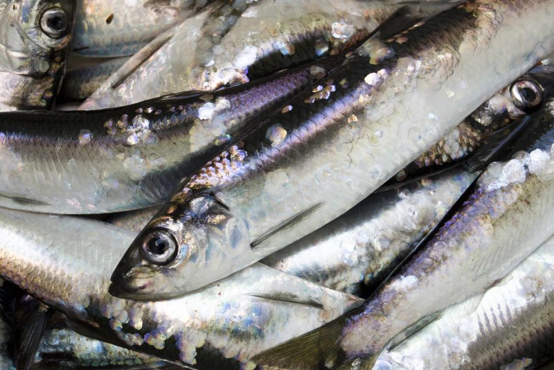 Промысловые рыбы Каспийского моря