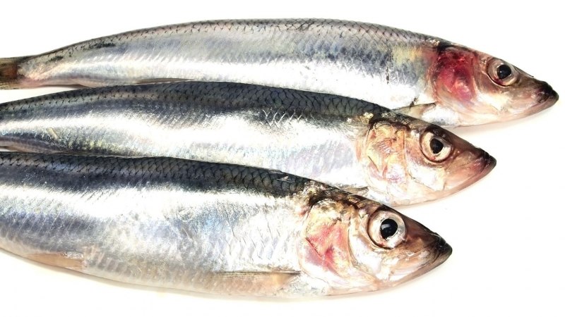 Сардины Иваси