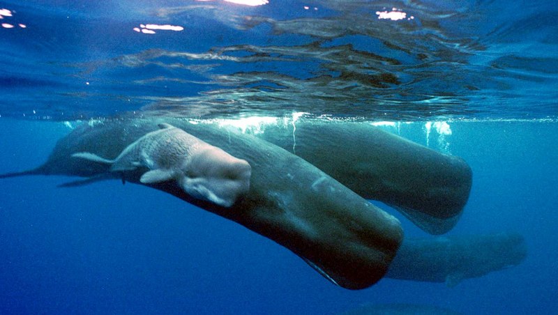Physeter macrocephalus (Кашалот)