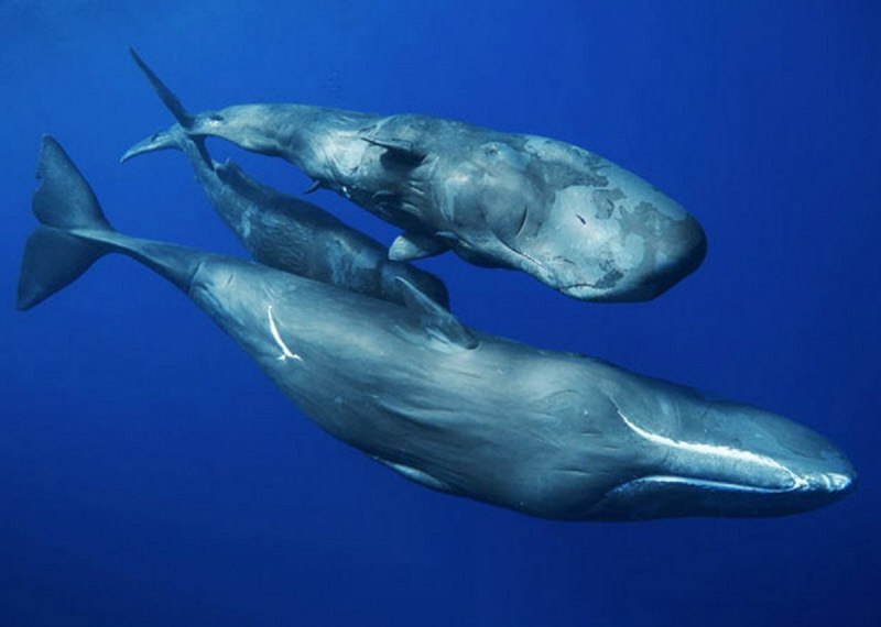 Японский кит Eubalaena japonica